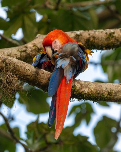 istock Vertical shot of a scarlet macaw preening perched on a branch 1459322707