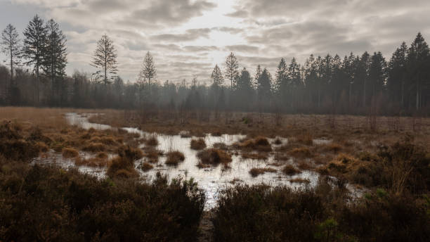 istock A bleak cold winter day in Sleenerzand forestry 1459324049