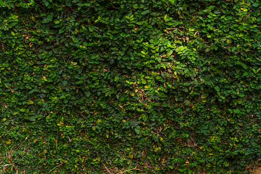 Abstract old dirty dark mossy plaster cement concrete wall texture and green vine leaves of green leaves or the Ivy tree that grows naturally background copy space text or design