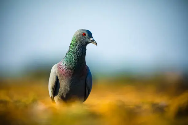 Photo of Street pigeon. Pigeon, dove, Closeup. Bird in nature.