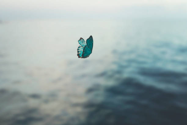papillon aventureux vole au-dessus de la mer, concept abstrait - animal body photos et images de collection