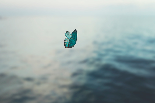adventurous butterfly flies over the sea, abstract concept