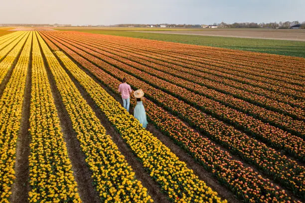 Drone aerial view from above couple of men and woman in a tulip field, Noordoostpolder Netherlands, Bulb region Holland in full bloom during Spring, colorful tulip fields