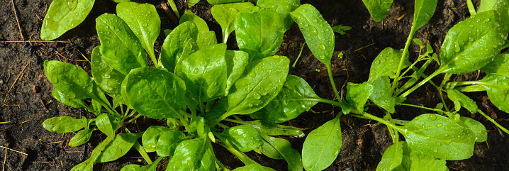 Fresh lettuce leaves in growth at field, close up.