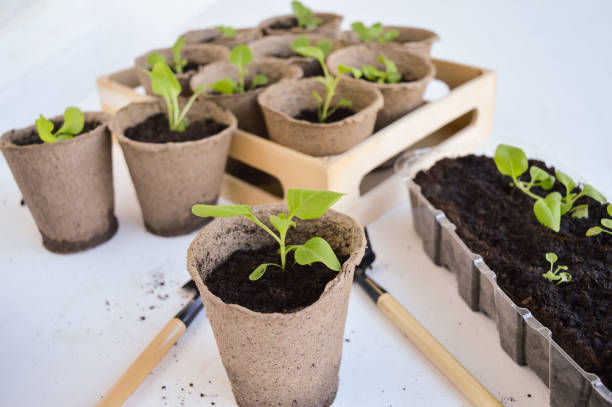 istock Seedlings of petunia plants in small pots on a table on a spacious balcony in spring. Gardening, flowers, hobby. 1459328280