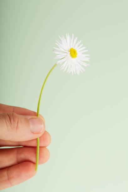 istock Hand holding a daisy flower against pastel green background 1459328400