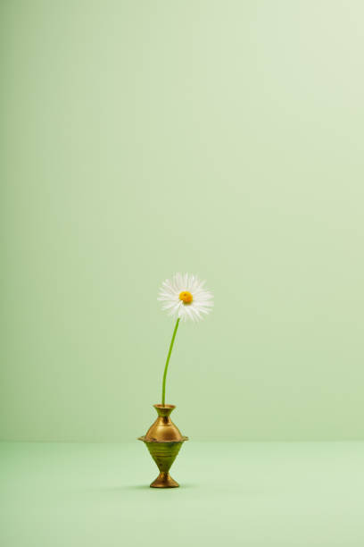 istock Daisy flower in a vase against green background 1459328481