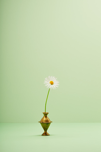 Daisy flower in a vase against green background