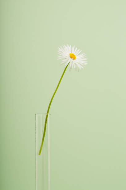 Daisy flower in a test tube on green background
