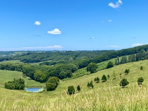 Horizontal landscape of elevated green grass valley pastures  with trees in country land with cream color free range cows under a clear blue summer sky near Byron Bay Australia BSW Australia
