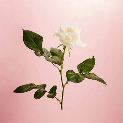 Vibrant single white rose on a pink background without shadow
