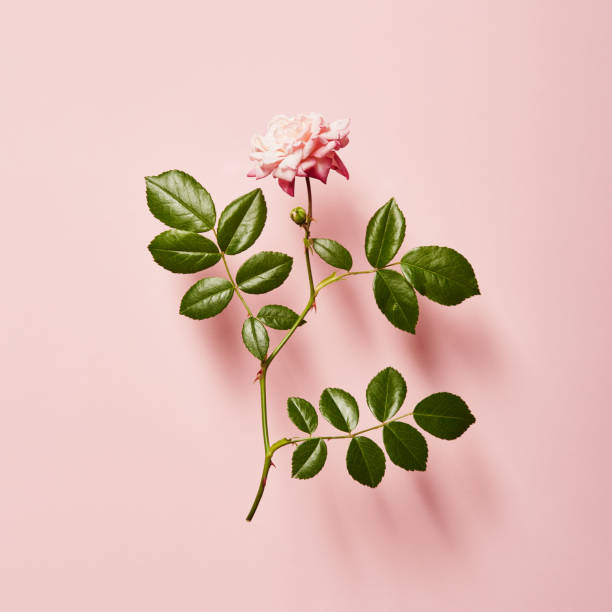 istock Vibrant single rose on a pink background with soft shadow 1459328785