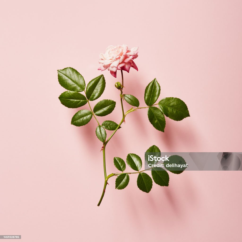 Vibrant single rose on a pink background with soft shadow Rose - Flower Stock Photo