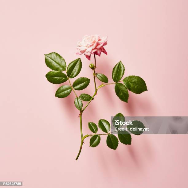 Vibrant Single Rose On A Pink Background With Soft Shadow Stock Photo - Download Image Now