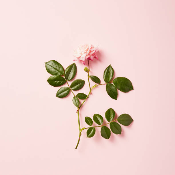 istock Vibrant single rose on a pink background with soft shadow 1459328864