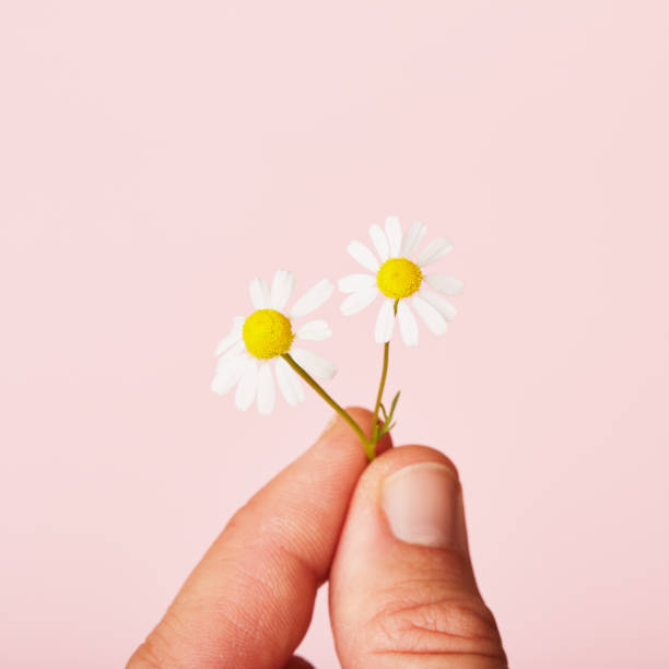 istock Hand holding a daisy flower against pink background 1459328961