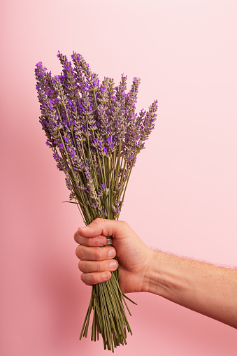 Male hand holding a bunch of violet lilac purple lavender flowers on pink background