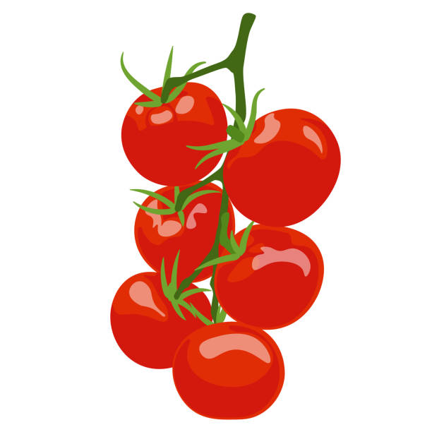 illustrazioni stock, clip art, cartoni animati e icone di tendenza di pomodori su un ramo con foglie, pomodorini rossi. brillante verdura succosa, immagine isolata vettoriale su sfondo bianco. - cherry tomato