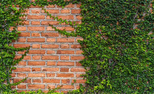 Green Ivy Growing On Grey Brick Wall. Background.