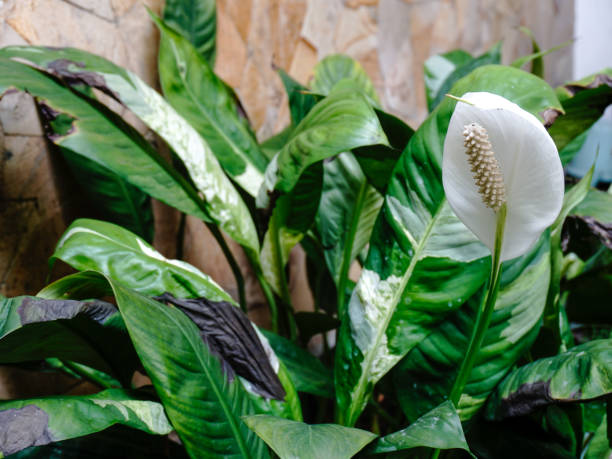 istock Blooming peace lily in the garden. 1459330057