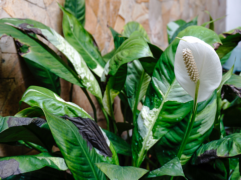 Blooming peace lily in the garden.