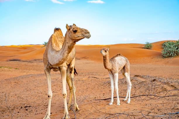 istock desert and camel view in emirates 1459330351