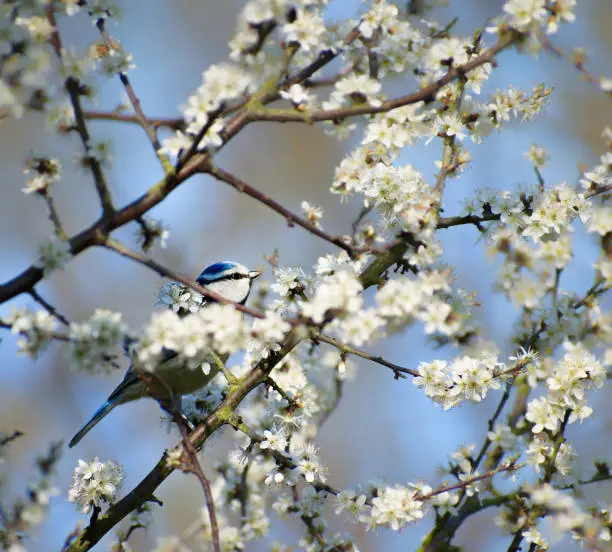 The eurasian blue tit can be found all year round in Germany. In spring it can be seen hopping from branch to branch feeding on leaf and flower buds or nectar. In this picture the little bird is bathing in a sea of blackthorn blossoms. It is a small tree that forms dense bushes that provide ideal hiding spots.
