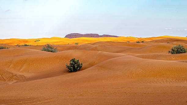 istock desert and camel view in emirates 1459331110