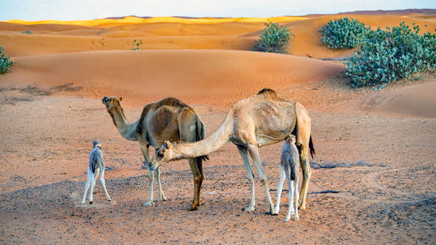 istock desert and camel view in emirates 1459331129