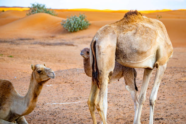 istock desert and camel view in emirates 1459331179