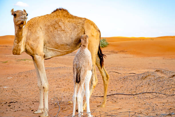istock desert and camel view in emirates 1459331196