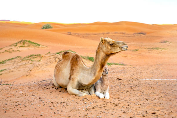 istock desert and camel view in emirates 1459331214