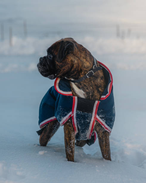 istock Boxer in the snow 1459331851