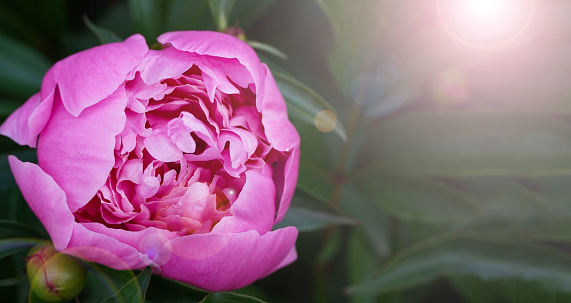 Blooming pink peony in the spring garden. Springtime, summer concept.