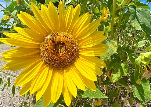 One bee on a sunflower and one bee flying to the flower - clear blue sky