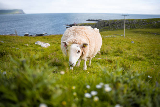 istock White Sheep eating grass in a field. 1459336084