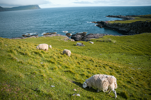 Three shaggy sheep eating grass in a large field, where it ends in the sea.