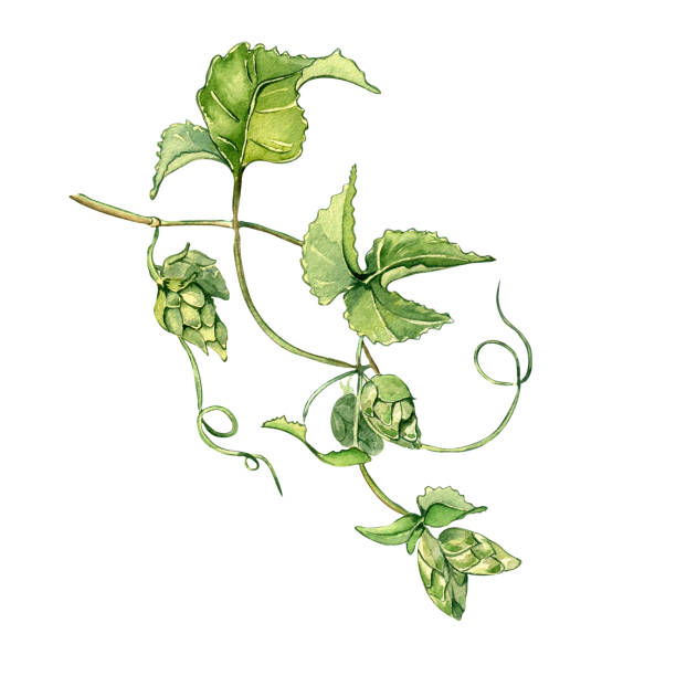 Hop vine, hop cones watercolor illustration isolated on white background. Hop vine, hop cones watercolor illustration isolated on white background. Hop on brunch with leaves hand drawn. Design element for advertising beer festival, label, menu, packaging, St Patricks day. water colour beer hops stock illustrations