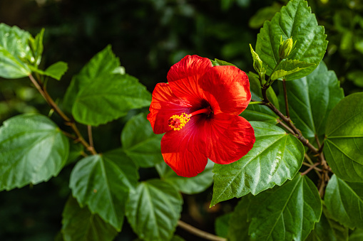 Bright large red flower of Chinese hibiscus (Hibiscus rosa-sinensis) on blurred background of garden greenery. Chinese rose or Hawaiian hibiscus plant in sunlight. Nature concept for design.