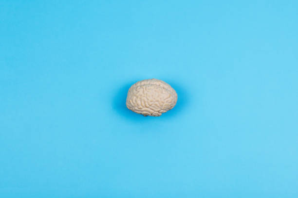 istock Human brain model , education and health concern awareness concept, flat lay copy space 1459336604