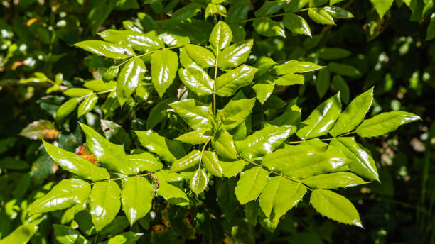 zielone błyszczące liście mahonia aquifolium na rozmytym ciemnozielonym tle. wiosenny ogród krajobrazowy. tekstura liści jako tło. koncepcja natury dla projektu. selektywne ustawianie ostrości. - variegated close up textured sharp zdjęcia i obrazy z banku zdjęć
