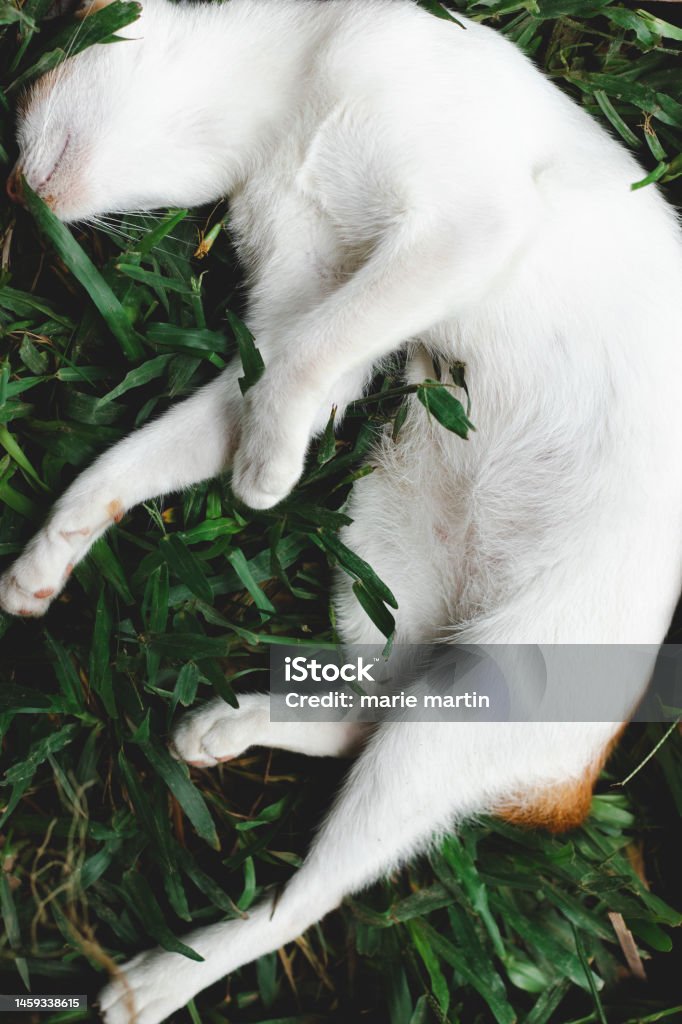 Top view of an adorable barn cat peacefully sleeping on a field of grass Top view of an adorable barn cat peacefully sleeping on a field of grass showing the candid and calm moments of rural life and springtime Animal Stock Photo