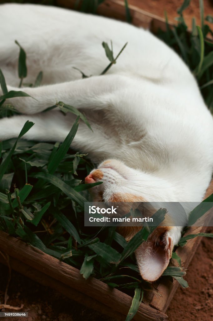 Vertical shot of a ginger barn cat sleeping comfortably on a box of grass Vertical shot of a ginger barn cat sleeping comfortably on a box of grass showing the candid authentic moment of a simple sustainable rural life Animal Stock Photo