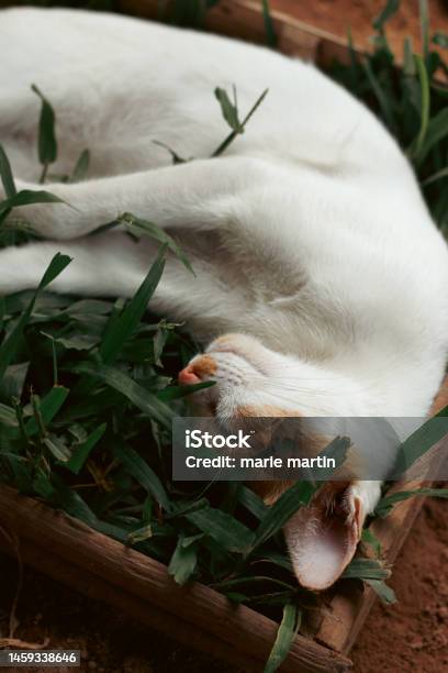 Vertical Shot Of A Ginger Barn Cat Sleeping Comfortably On A Box Of Grass Stock Photo - Download Image Now