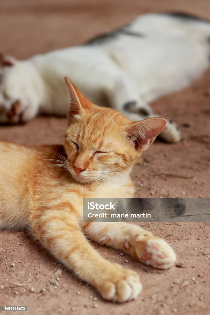 Two barn cats sleeping on a warm afternoon Vertical shot of a two barn cats sleeping on a warm afternoon showing the candid authentic moment of a simple sustainable rural life and springtime Animal Stock Photo