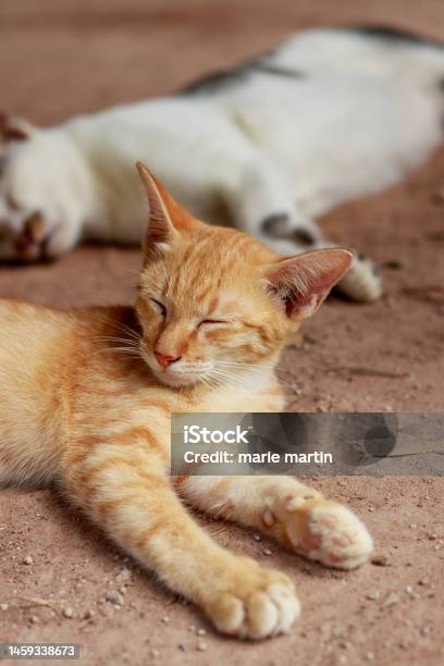 Two Barn Cats Sleeping On A Warm Afternoon Stock Photo - Download Image Now - Animal, Barn, Bright