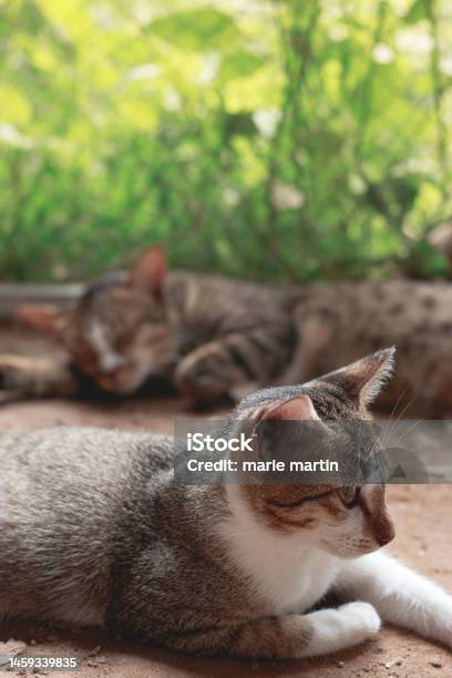 Two Sleepy Barn Kittens Lazing Around On A Warm Afternoon Stock Photo - Download Image Now