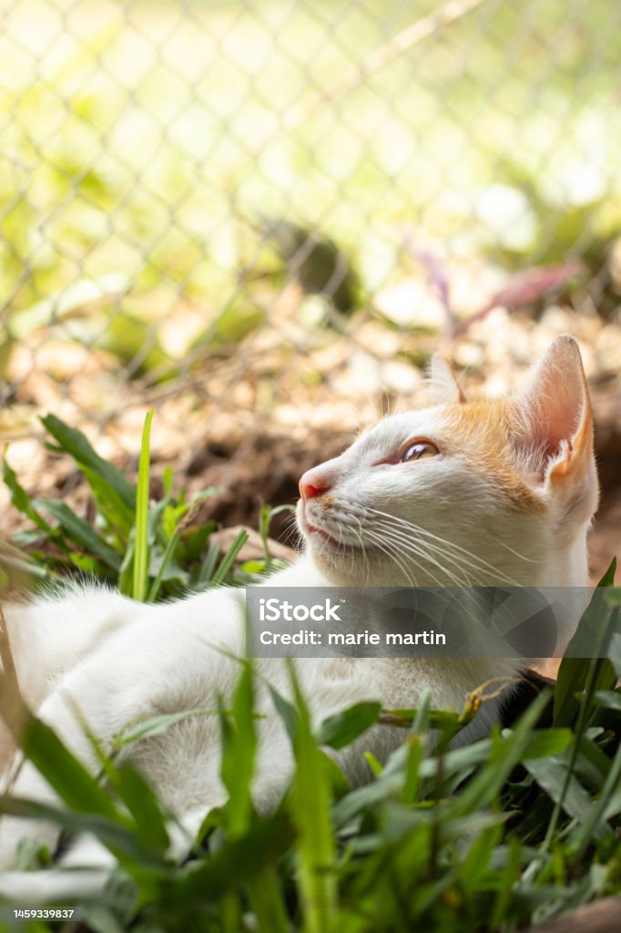 Ginger barn cat laying peacefully on a box of grass Vertical shot of a ginger barn cat laying peacefully on a box of grass showing the candid authentic moment of a simple sustainable rural life and springtime Animal Stock Photo