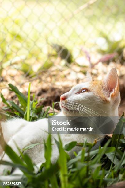 Ginger Barn Cat Laying Peacefully On A Box Of Grass Stock Photo - Download Image Now