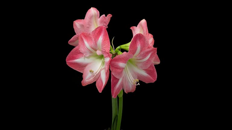 Macro time lapse blooming pink Amaryllis (Hippeastrum) flower, isolated on pure black background